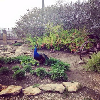 The Henrys' Plant Farm - Peacock! - Nurseries & Gardening Near Me - Lecompton, Kansas The Henrys' Plant Farm - Peacock! - Nurseries & Gardening Near Me - Lecompton, Kansas
