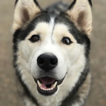 Cascade Pet Hospital - Uzume - Veterinarians Near Me - Shoreline, Washington Cascade Pet Hospital - Uzume - Veterinarians Near Me - Shoreline, Washington