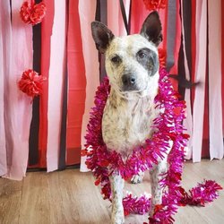 Clippin' Easy Pet Grooming - Gypsy