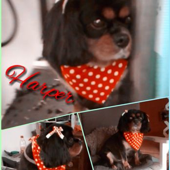 Dog Gone Beautifull - Pet Groomers Near Me - Sylacauga, Alabama Dog Gone Beautifull - Pet Groomers Near Me - Sylacauga, Alabama
