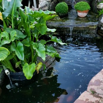 The Fishman - Aquarium Services Near Me The Fishman - Aquarium Services Near Me
