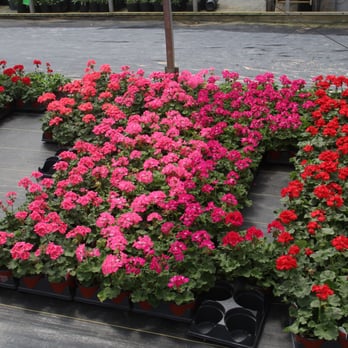 Red Barn Greenhouse - Geraniums - Florists Near Me - Centreville, Michigan Red Barn Greenhouse - Geraniums - Florists Near Me - Centreville, Michigan