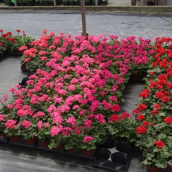 Red Barn Greenhouse - Geraniums