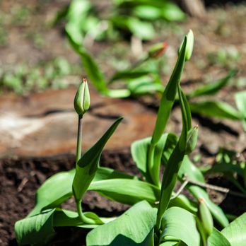 Progazon - Horticulture - Landscaping Near Me - Saint-Lambert, Quebec Progazon - Horticulture - Landscaping Near Me - Saint-Lambert, Quebec