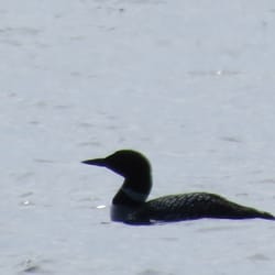 Whitefish Point Bird Observatory - Common Loon