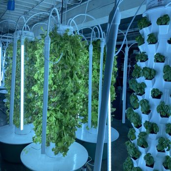 Gather - Hydroponic garden - New American Near Me - Omaha, Nebraska Gather - Hydroponic garden - New American Near Me - Omaha, Nebraska