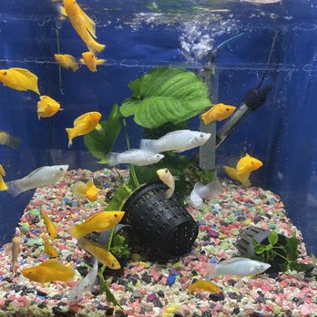 Hacienda Aquatics - Guppy - Pet Stores Near Me - La Puente, California