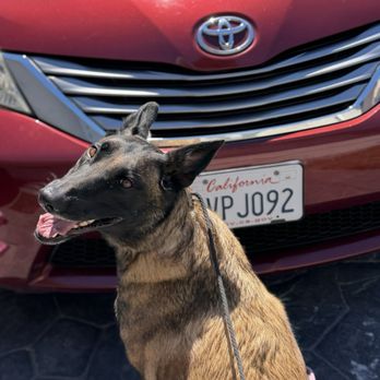 Level Up Canines - Pet Training Near Me