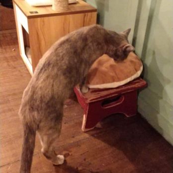 Brooklyn Cat Cafe - Pet Adoption Near Me - Brooklyn, New York