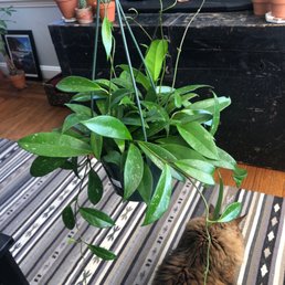 Hoya pubicalyx Hoya pubicalyx