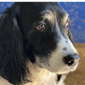 Argyle Veterinary Hospital - Sadie - Veterinarians Near Me - Argyle, Texas Argyle Veterinary Hospital - Sadie - Veterinarians Near Me - Argyle, Texas