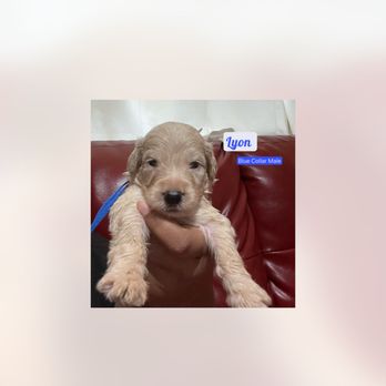 Lyon and Luna Goldendoodles - Goldendoodle puppies Born July 3,2023 - Pet Breeders Near Me Lyon and Luna Goldendoodles - Goldendoodle puppies Born July 3,2023 - Pet Breeders Near Me
