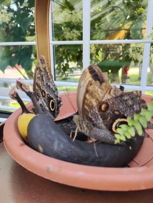 Wings of Mackinac by null