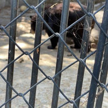 Zoologico De Vallarta - Bear - Zoos Near Me - Boca de Mixmaloya, JAL