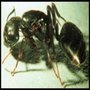 Photo of Hill Country Pest Control of Fredericksburg