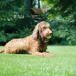 California Eco Turf - Turf