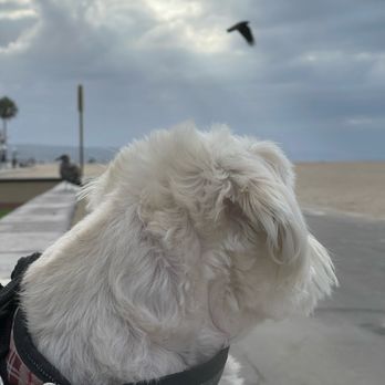 Charlie's Chili - Cool mornings walks after morning breakfast at Charlie's Chili Newport Beach boardwalk, Orange County CA. - American Near Me - Newport Beach, California
