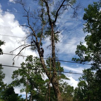 Bickmeyers Tree Service - Tree job - Tree Services Near Me - Gainesville, Florida