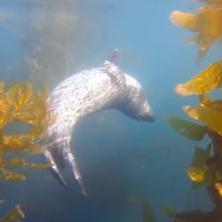 Scuba Diving San Diego