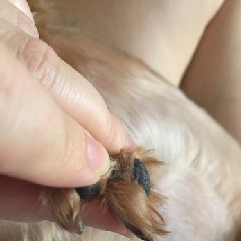 PetSmart - A cut in the paw. It was red when I noticed it right after I brought her home from the salon. This photo was taken the next day! - Pet Stores Near Me - Tustin, California
