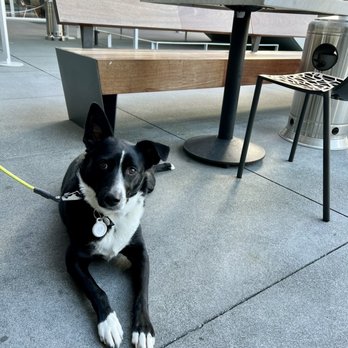 Slanted Door - Dog friendly outdoor seating! - Vietnamese Near Me - San Ramon, California
