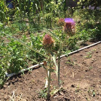 Huerta del Valle - Community Gardens Near Me - Ontario, California