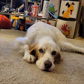 Big waggle Maui  - Pet Groomers Near Me - Wailuku, Hawaii