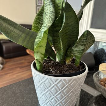 Sloat Garden Center - Snake plant $25 came with a decorative pot. Home Depot. - Nurseries & Gardening Near Me - Concord, California Sloat Garden Center - Snake plant $25 came with a decorative pot. Home Depot. - Nurseries & Gardening Near Me - Concord, California