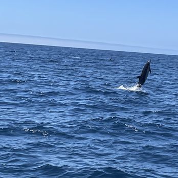 Oceanside Adventures - The dolphins leap and play ride next to the boat - Boat Charters Near Me - Oceanside, California Oceanside Adventures - The dolphins leap and play ride next to the boat - Boat Charters Near Me - Oceanside, California