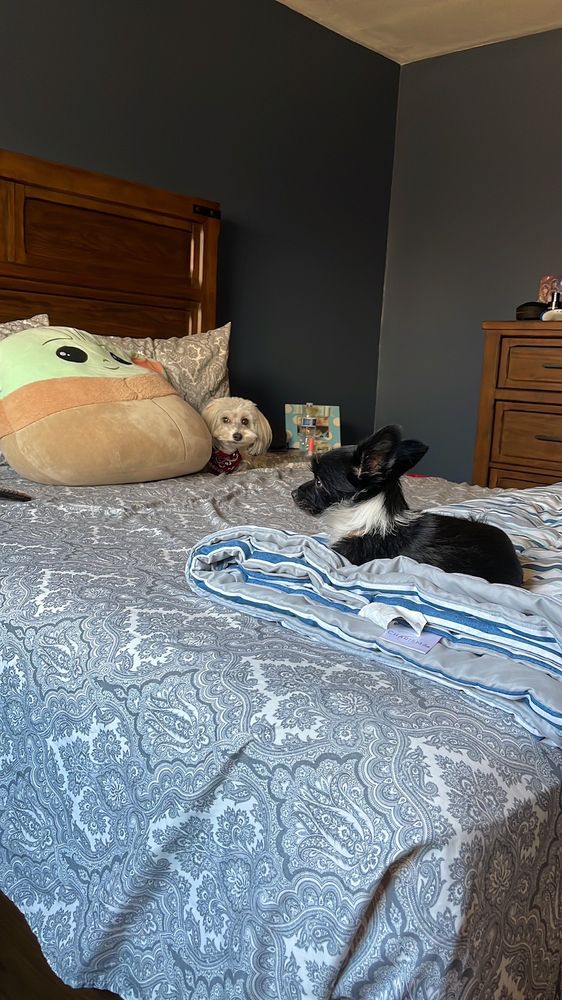 K PET GROOMING 46 Photos & 68 Reviews 2476 Erringer Rd, Simi Valley