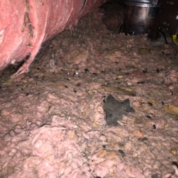 Rat droppings and sparse insulation (before Attic Masters)