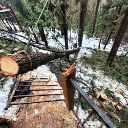 Integrated Tree Professionals
