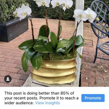 The Tiny Orchid Co. - Beautiful white phals in a large gold container - Florists Near Me The Tiny Orchid Co. - Beautiful white phals in a large gold container - Florists Near Me