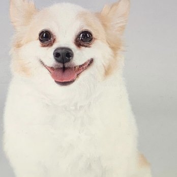 As the Fur Flies - Pet Groomers Near Me - Austin, Texas As the Fur Flies - Pet Groomers Near Me - Austin, Texas