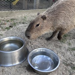 Henry, the Capybara