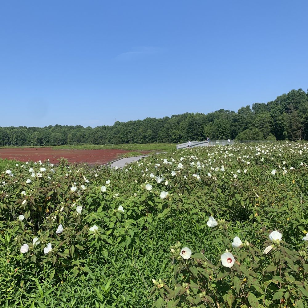 Huntley Meadows Park - Parks Near Me - Alexandria, Virginia Huntley Meadows Park - Parks Near Me - Alexandria, Virginia