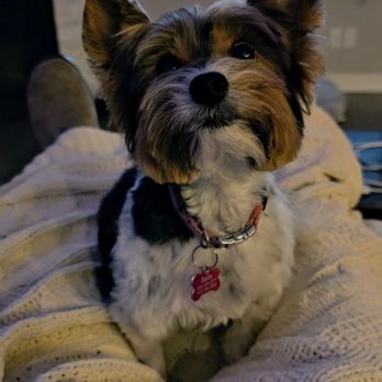Grooming D Tails - Pet Groomers Near Me - Savage, Minnesota Grooming D Tails - Pet Groomers Near Me - Savage, Minnesota