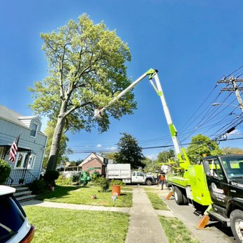Supreme Tree Solutions - Tree trimming - Tree Services Near Me - Elizabeth, New Jersey