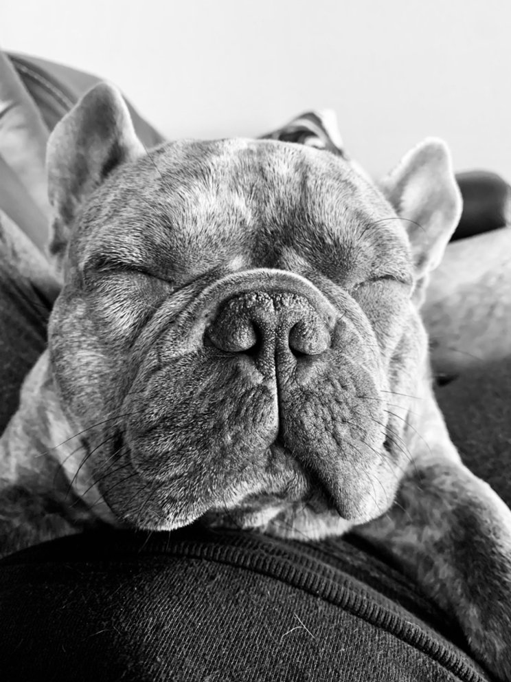 COMPANION WISHES AND CANINE DREAMS Pet Boarding Pearland, TX