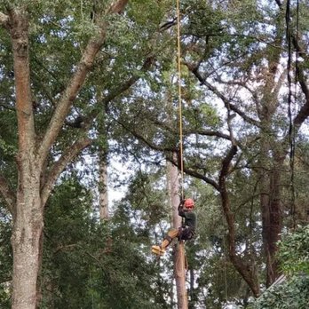 Ebanks Solutions - Decent after limb walk pruning - Landscaping Near Me - Jamaica, New York Ebanks Solutions - Decent after limb walk pruning - Landscaping Near Me - Jamaica, New York