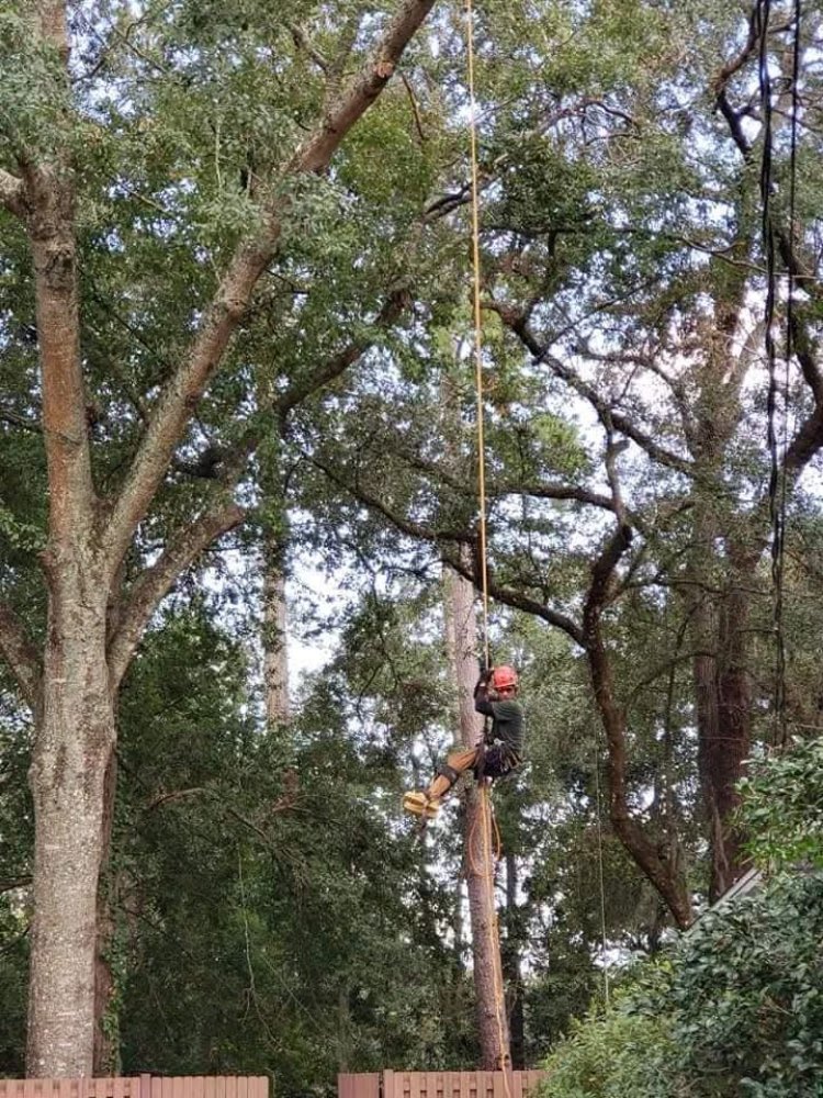 Ebanks Solutions - tree service in Jamaica, NY