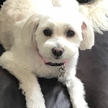 Paws R Us - Lana - Pet Groomers Near Me - Henderson, Nevada