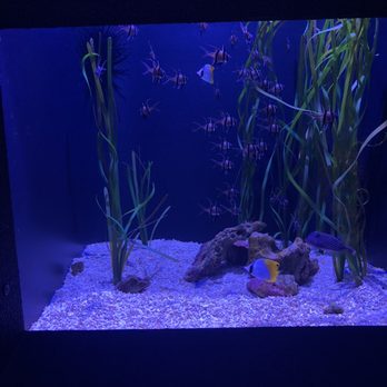 Seattle Aquarium - Aquariums Near Me - Seattle, Washington Seattle Aquarium - Aquariums Near Me - Seattle, Washington