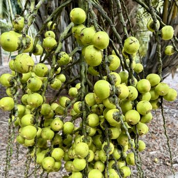Lotusland - Cyad fruits - Botanical Gardens Near Me - Santa Barbara, California Lotusland - Cyad fruits - Botanical Gardens Near Me - Santa Barbara, California
