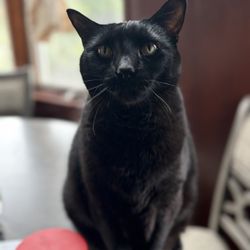 The Friendly Feline Cat Cafe - meow meow meow meow meow.