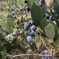 Grandma Jo's Plaza Farm Store - Blueberries