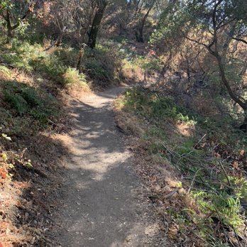 Tony Look Trail - shaded trail - Hiking Near Me - Cupertino, California