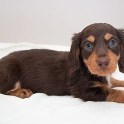 DTD Puppies - Chocolate & Tan Long Coat Dachshund Puppy