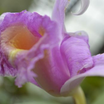 Lincoln Park Conservatory - Parks Near Me - Chicago, Illinois