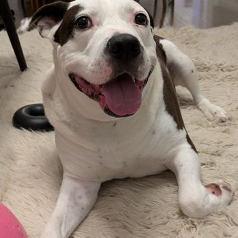 Anything Is Pawzible - Pet Training Near Me - Chicago, Illinois Anything Is Pawzible - Pet Training Near Me - Chicago, Illinois
